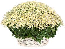 Цветочная композиция из Ромашки в корзине #REPLACE_PRED# Некрасовском